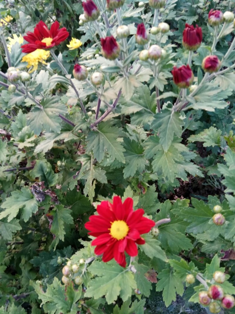 观赏菊花.