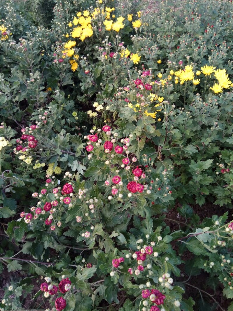 观赏菊花.