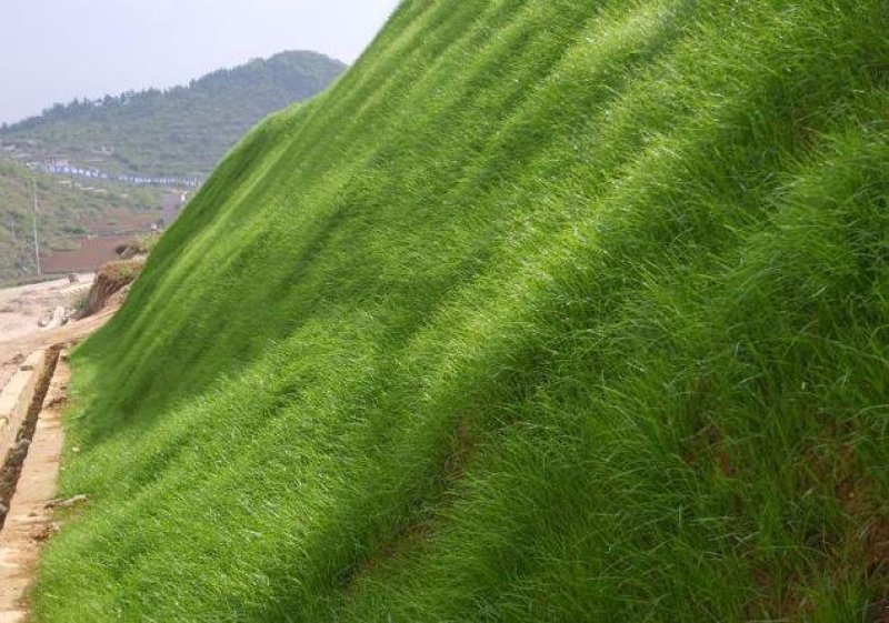 宽叶草边坡草种，草坪种子