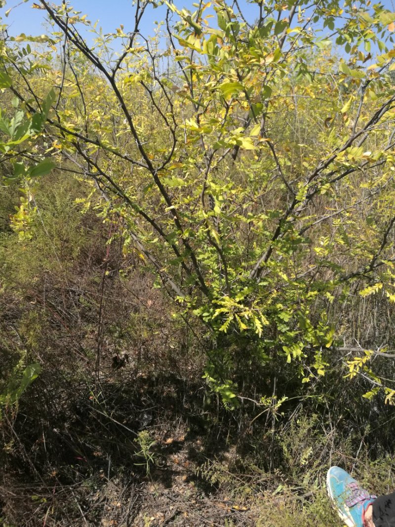 皂角苗一年-五年苗量大山西苗圃直发
