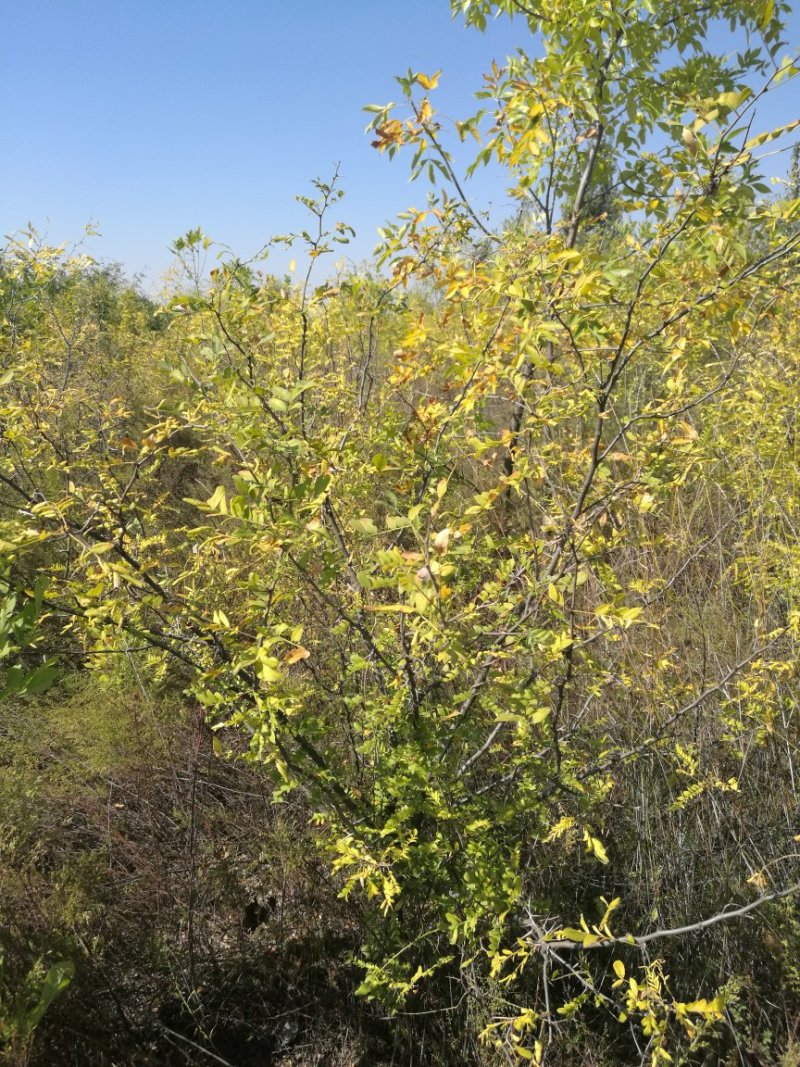 皂角苗一年-五年苗量大山西苗圃直发