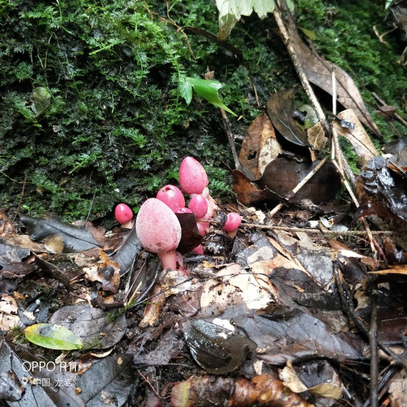 野生回春草