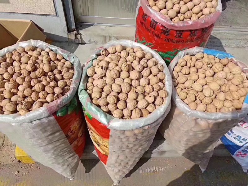 新疆核桃