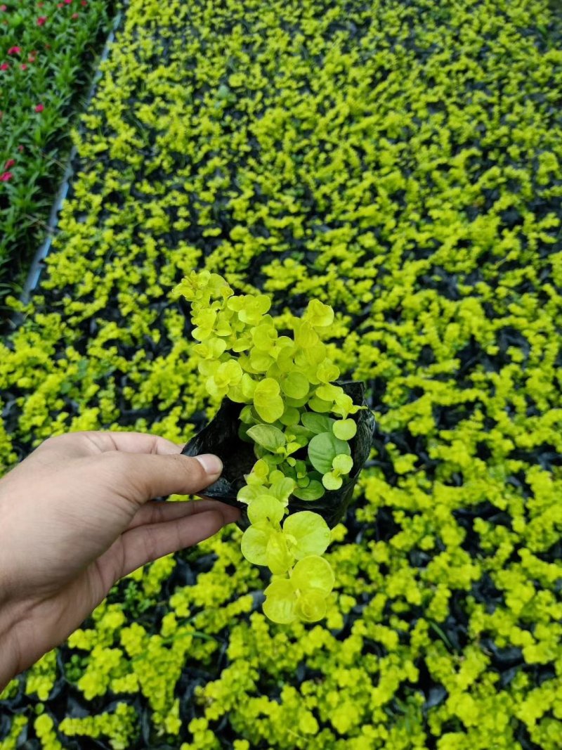 莫西哥鼠尾草，石竹，金叶过路黄，金鱼草，西洋鹃，量大从优