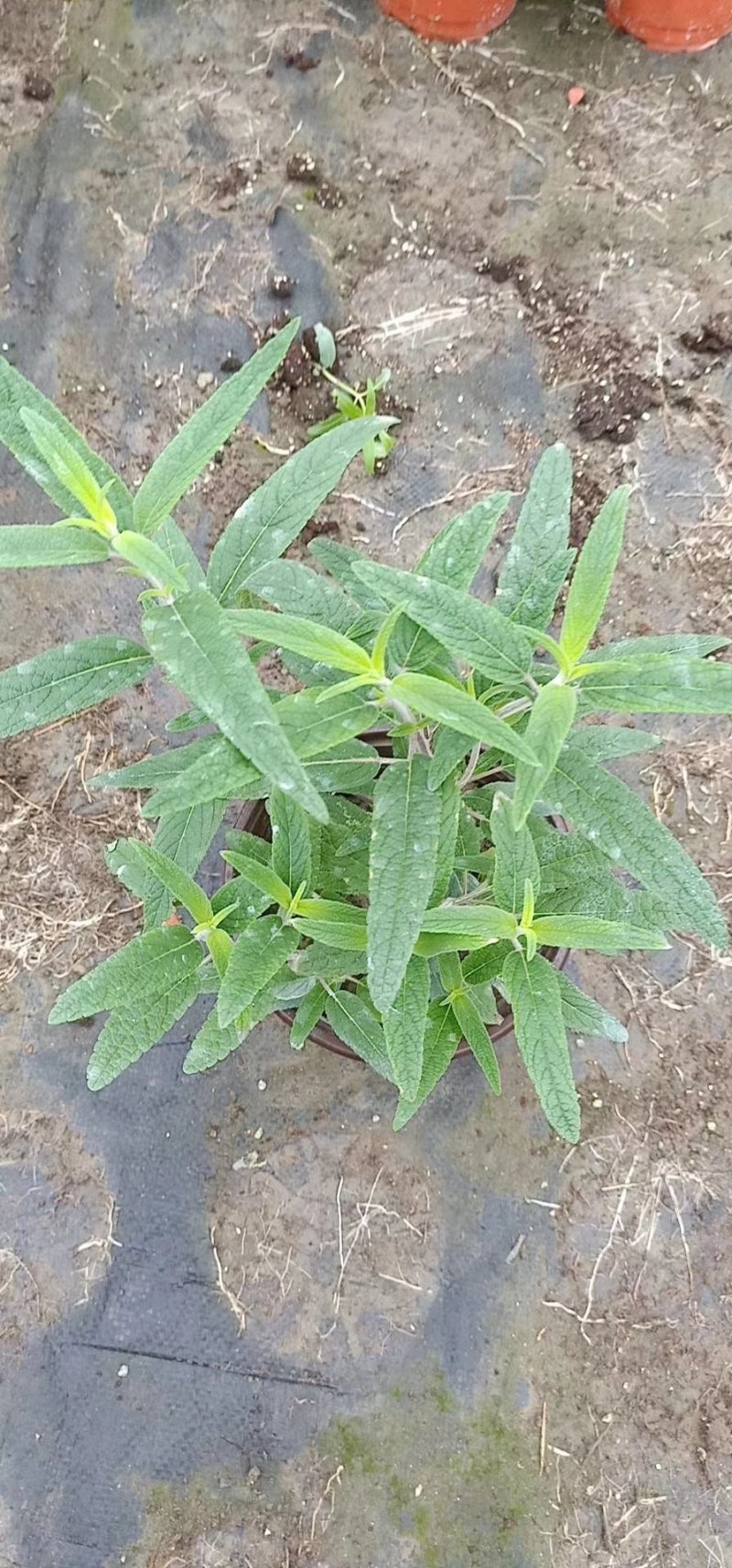 莫西哥鼠尾草，石竹，金叶过路黄，金鱼草，西洋鹃，量大从优
