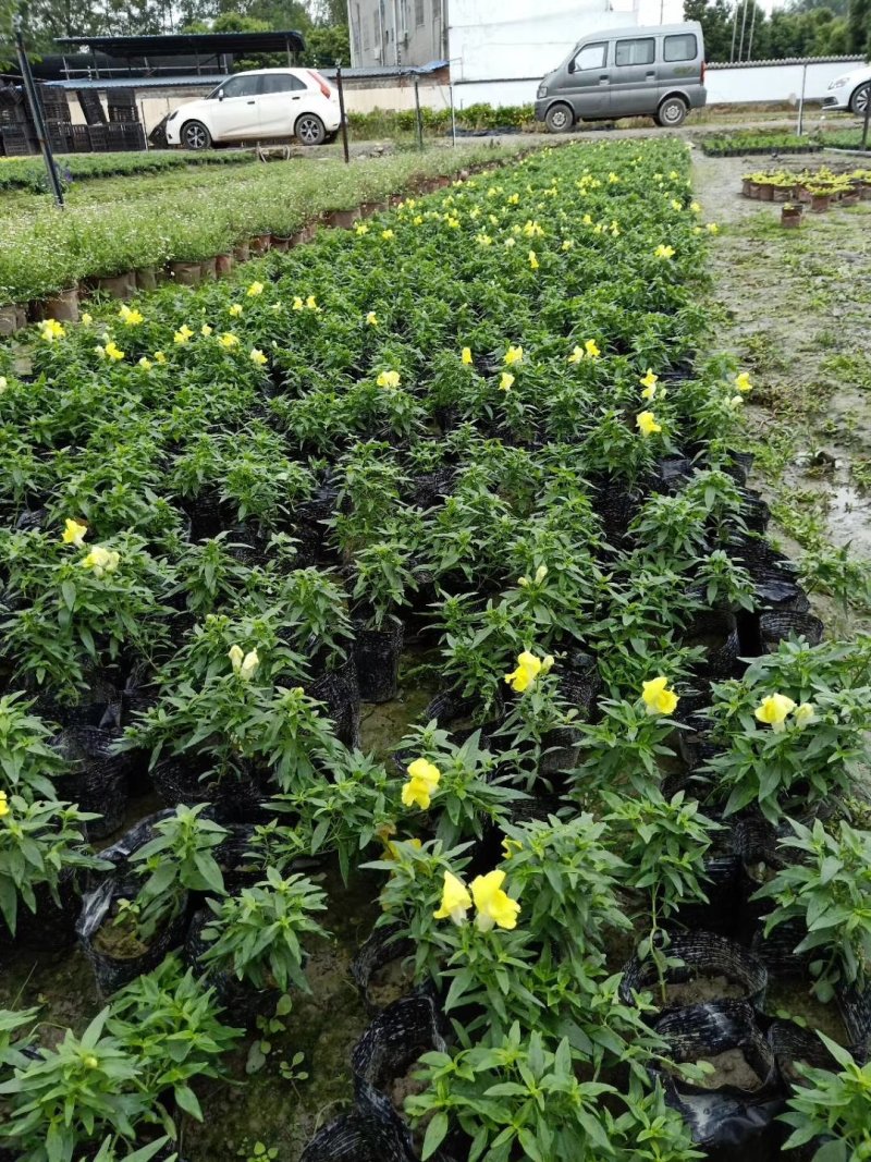 莫西哥鼠尾草，石竹，金叶过路黄，金鱼草，西洋鹃，量大从优