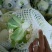 甘肃榆中基地套袋小米粒散花菜长年供货需要联系