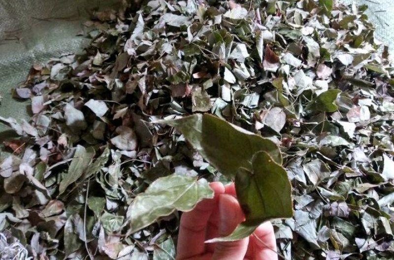 野生淫羊藿全叶，干货