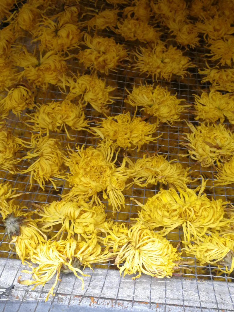 云南高原防手机辐射、抗癌、抗衰老金丝菊花茶