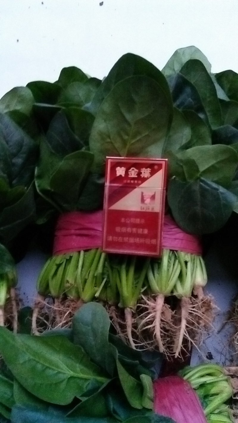 大叶菠菜，蔬菜大量上市中，欢迎新老客户联系