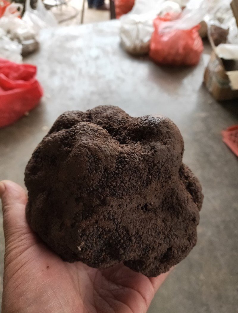 一斤二两重的大松露，