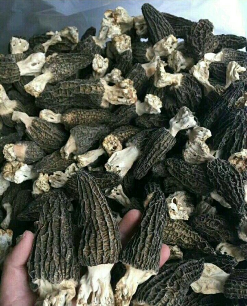 羊肚菌500g