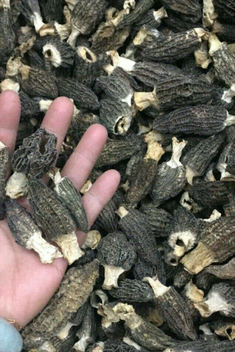 羊肚菌500g