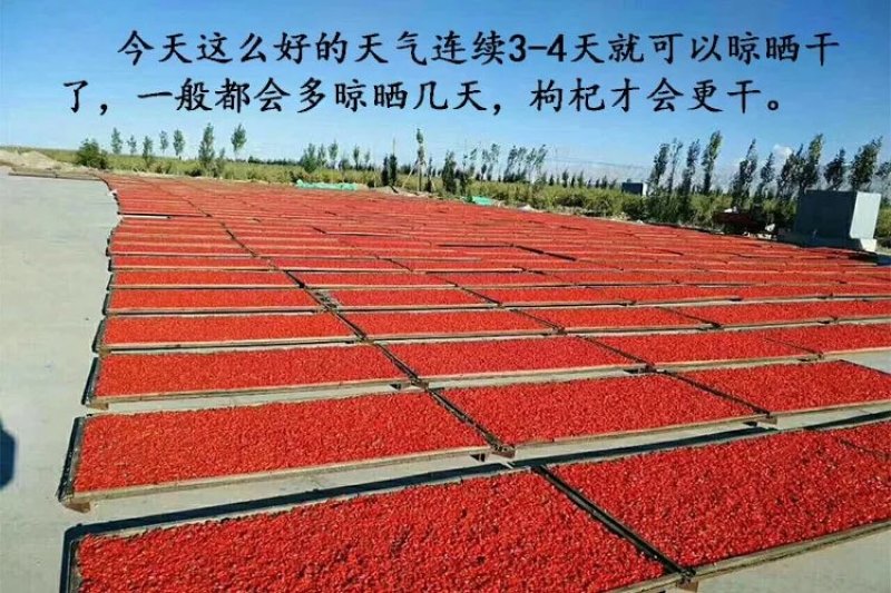 精河枸杞自然晒干无添加剂。有机枸杞，未加工，未筛选