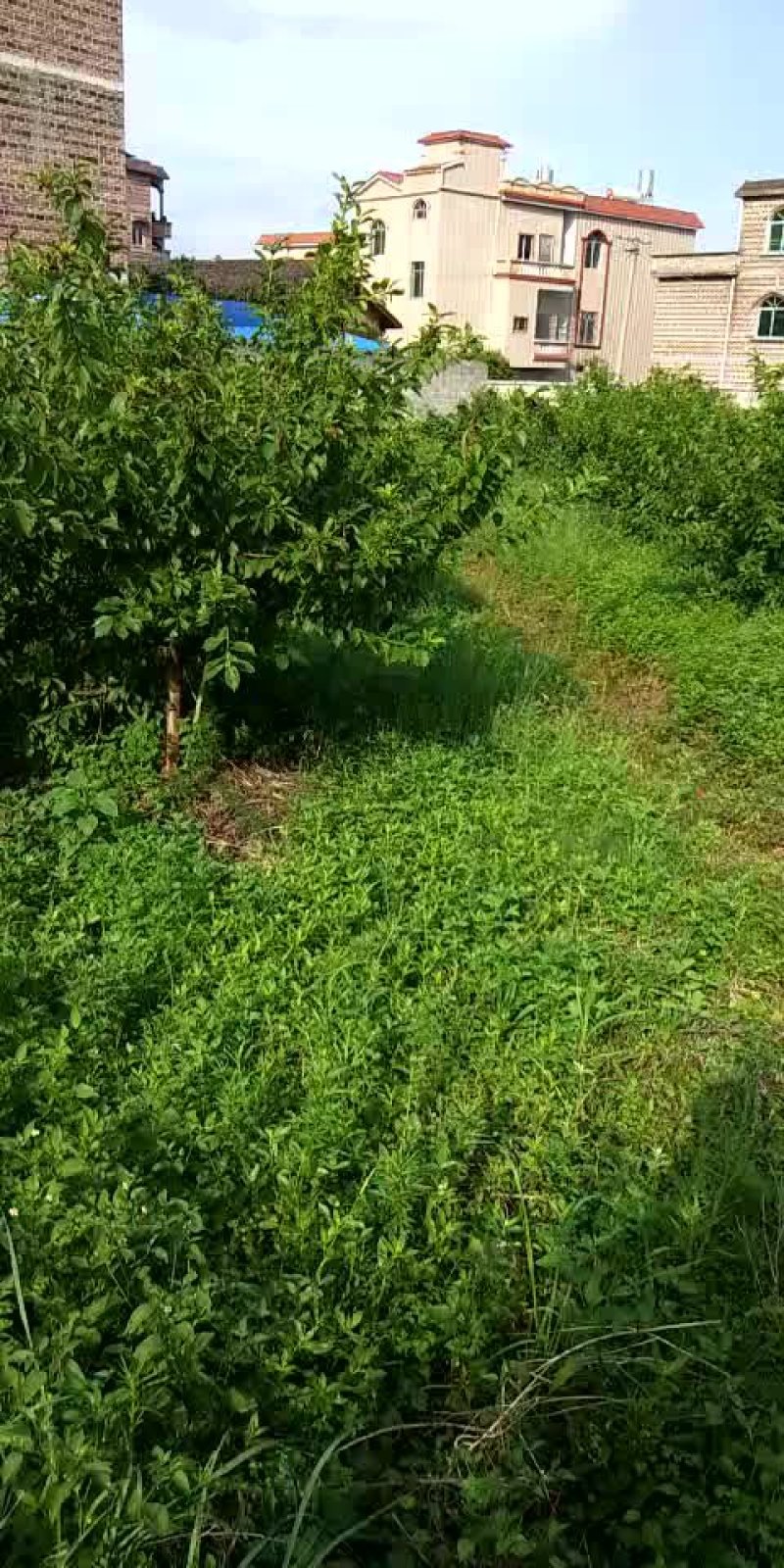 高品质三华李苗，1年苗，产量高，抗病力强，包邮。基地直销