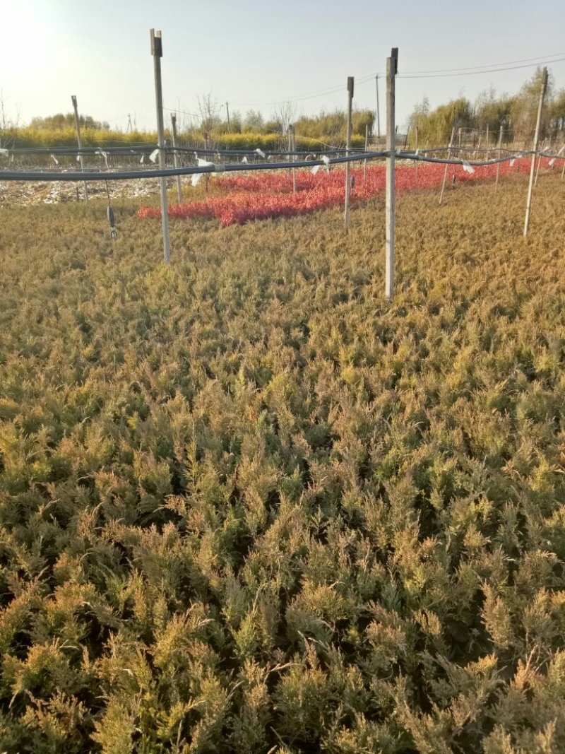 金叶榆工程苗4-7个粗