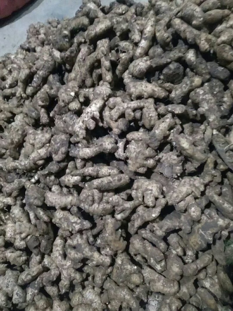 生姜大黄姜！平台电商用货！团购用货常年供应！