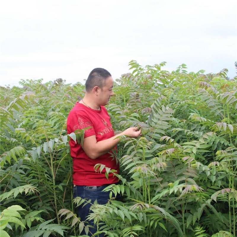 香椿苗红油香椿苗免费提供技术跟踪服务