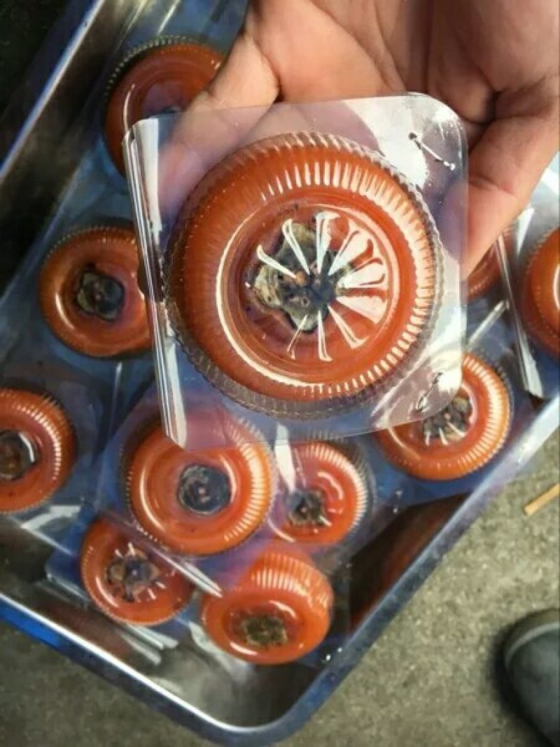 恭城柿饼