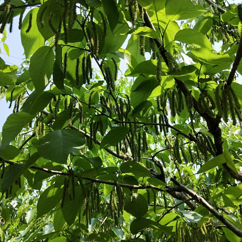 台湾四季长果桑苗，大果桑苗，嫁接品种正，一年四季不停开结