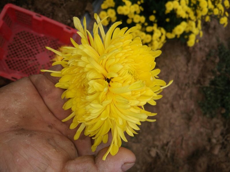 金丝黄菊