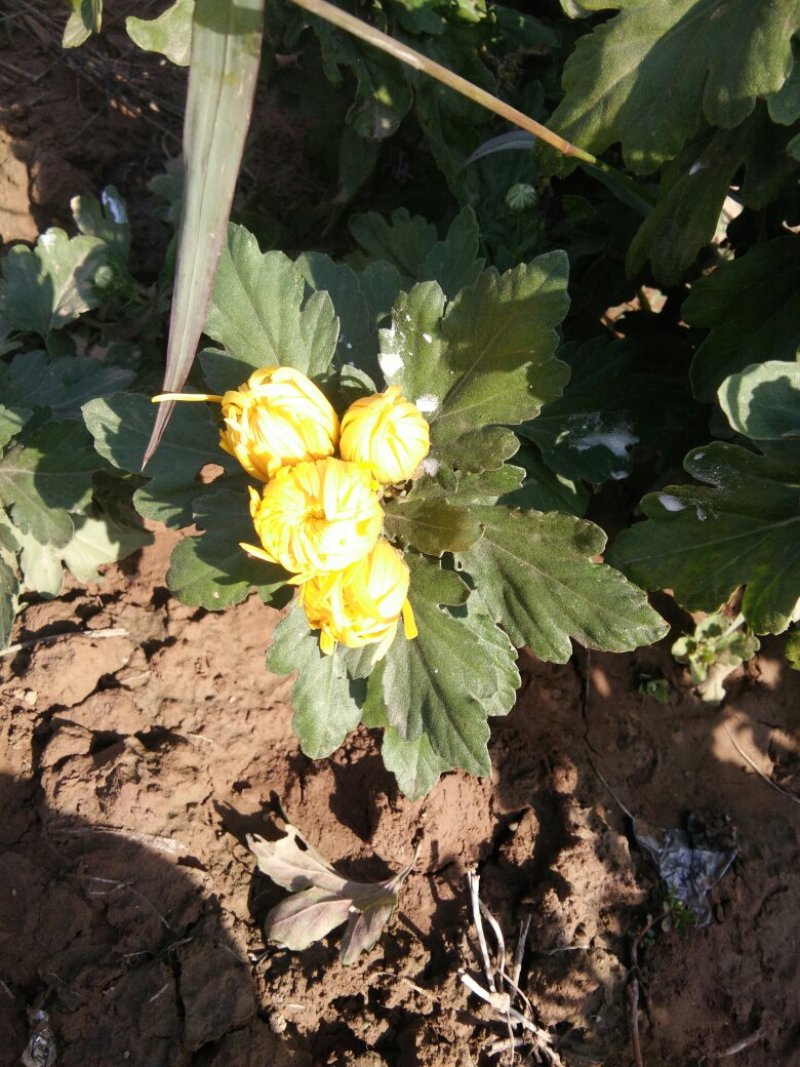 金丝黄菊