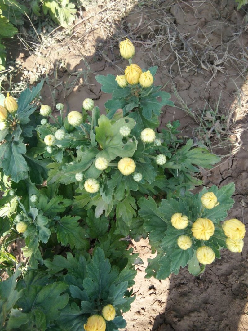 金丝黄菊
