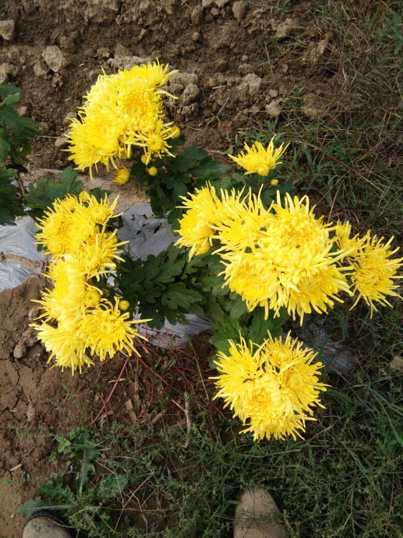 金丝黄菊