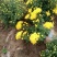 金丝黄菊