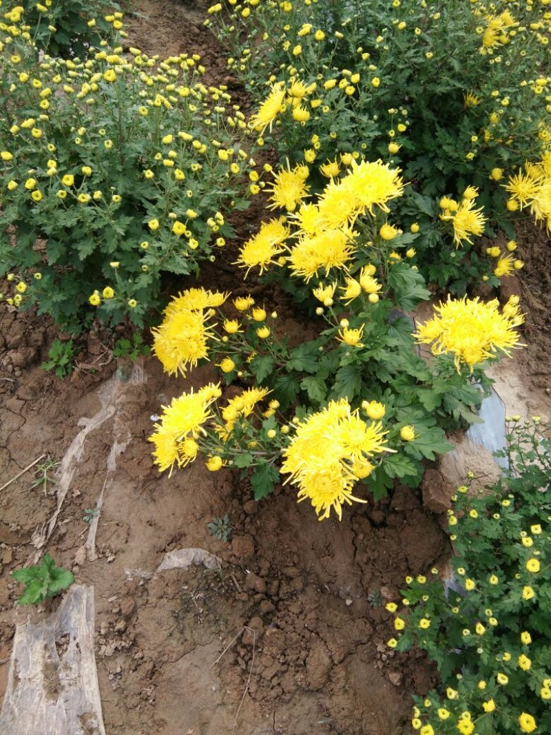 金丝黄菊