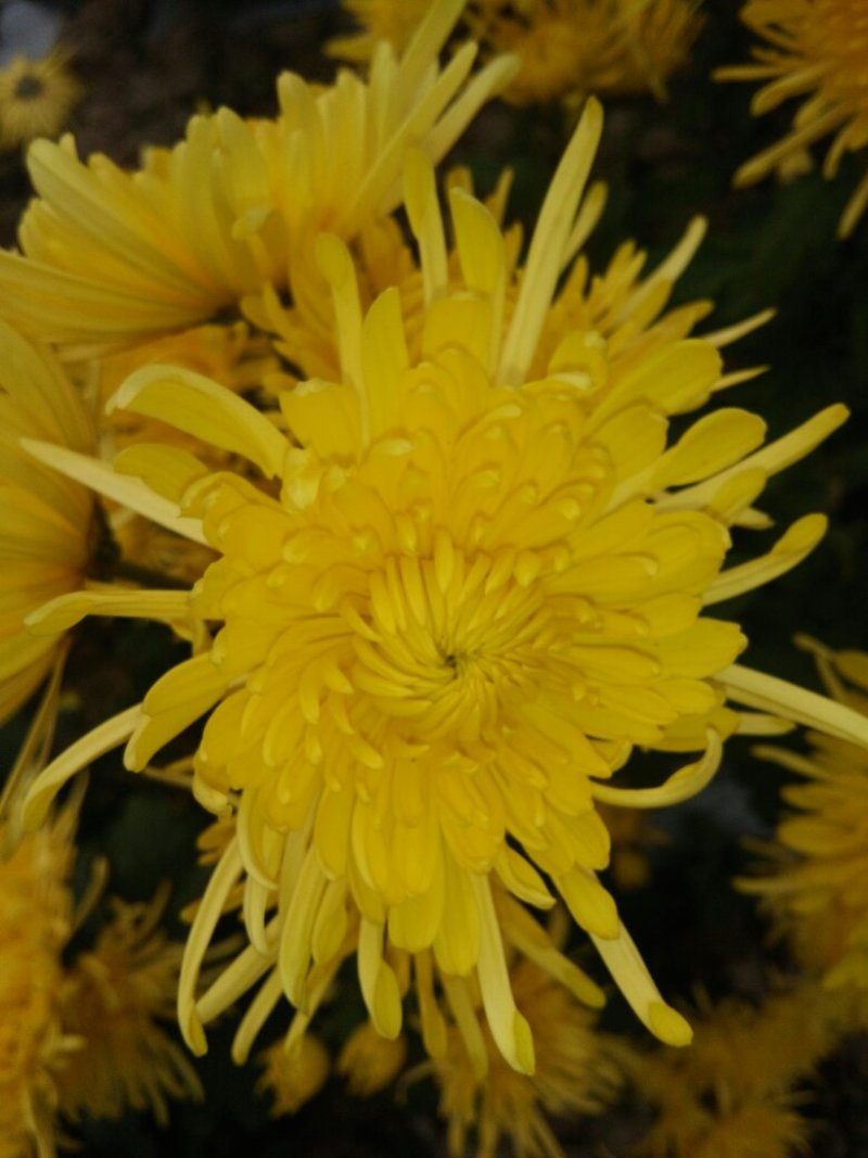 金丝黄菊