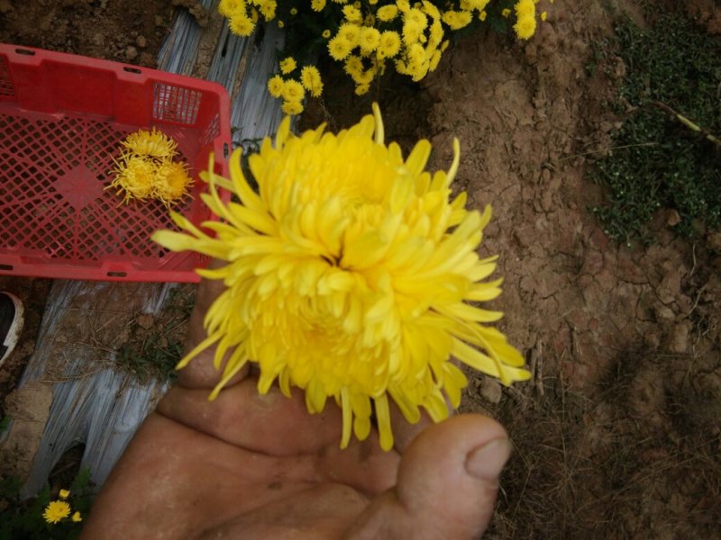 金丝黄菊