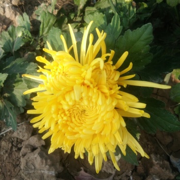 金丝黄菊