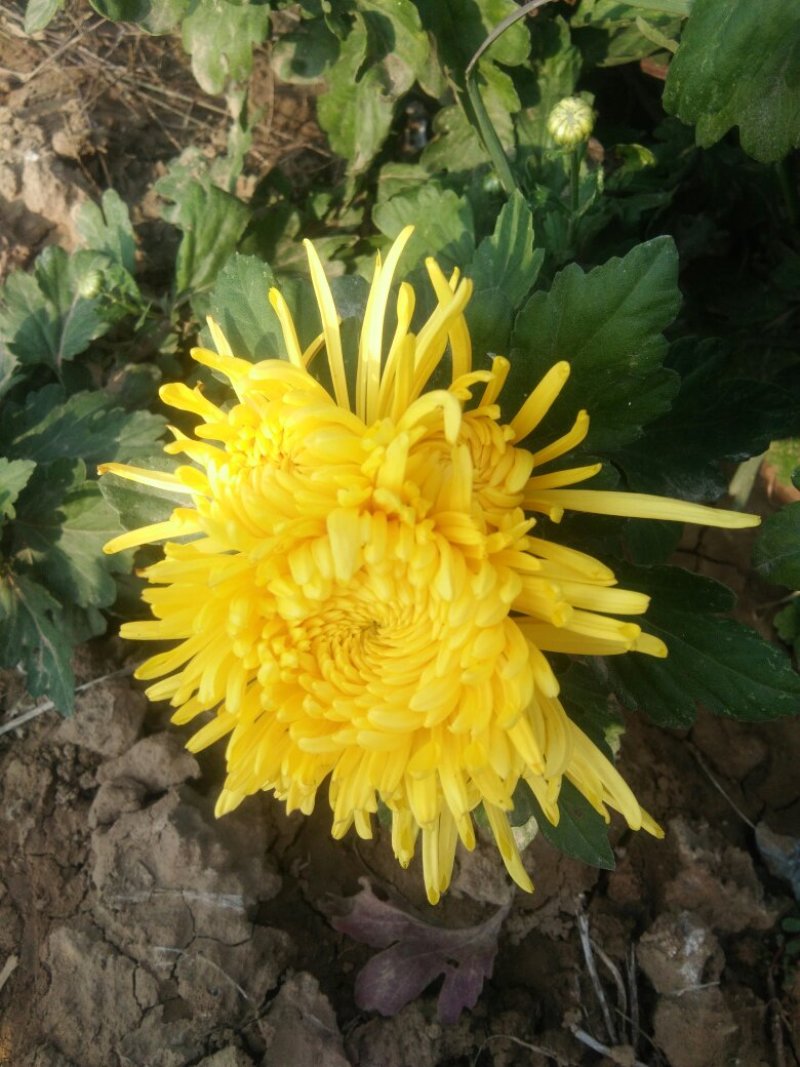 金丝黄菊