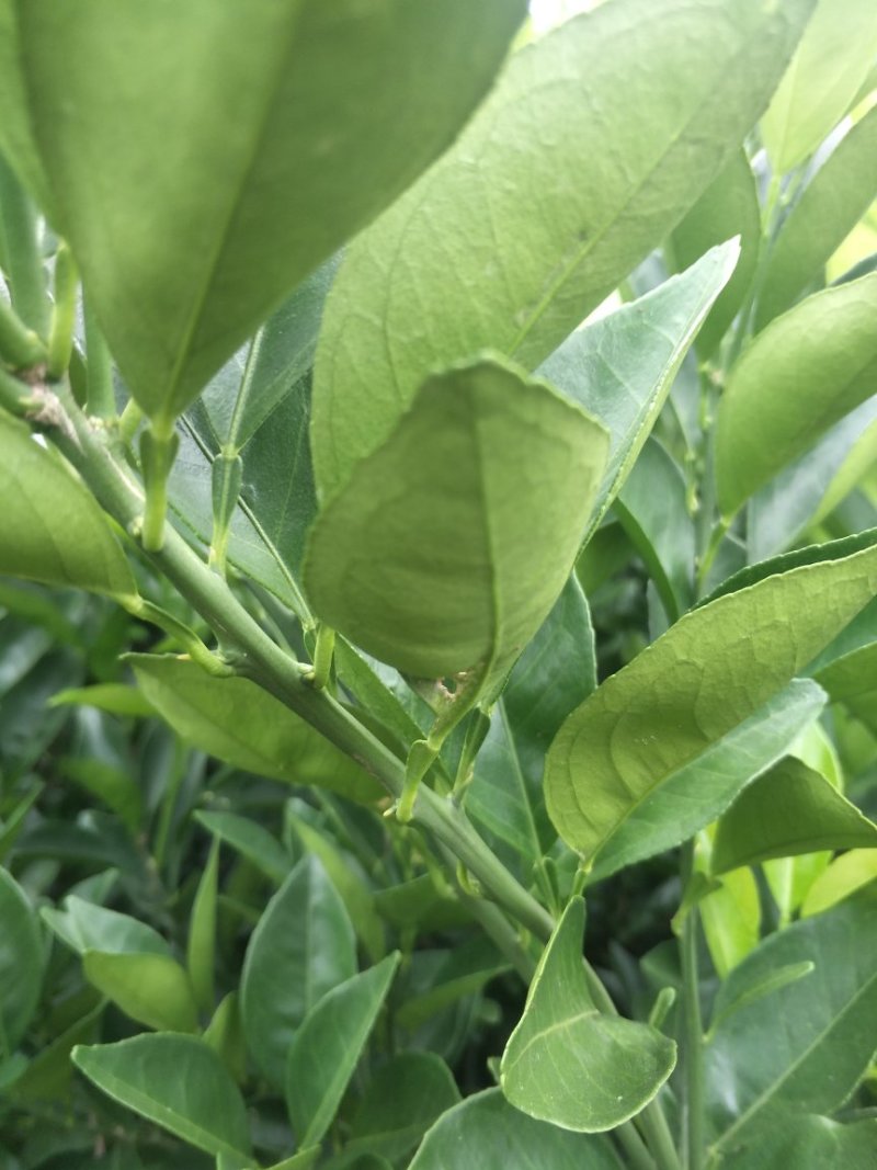 纽荷尔脐橙苗保证质量，程度