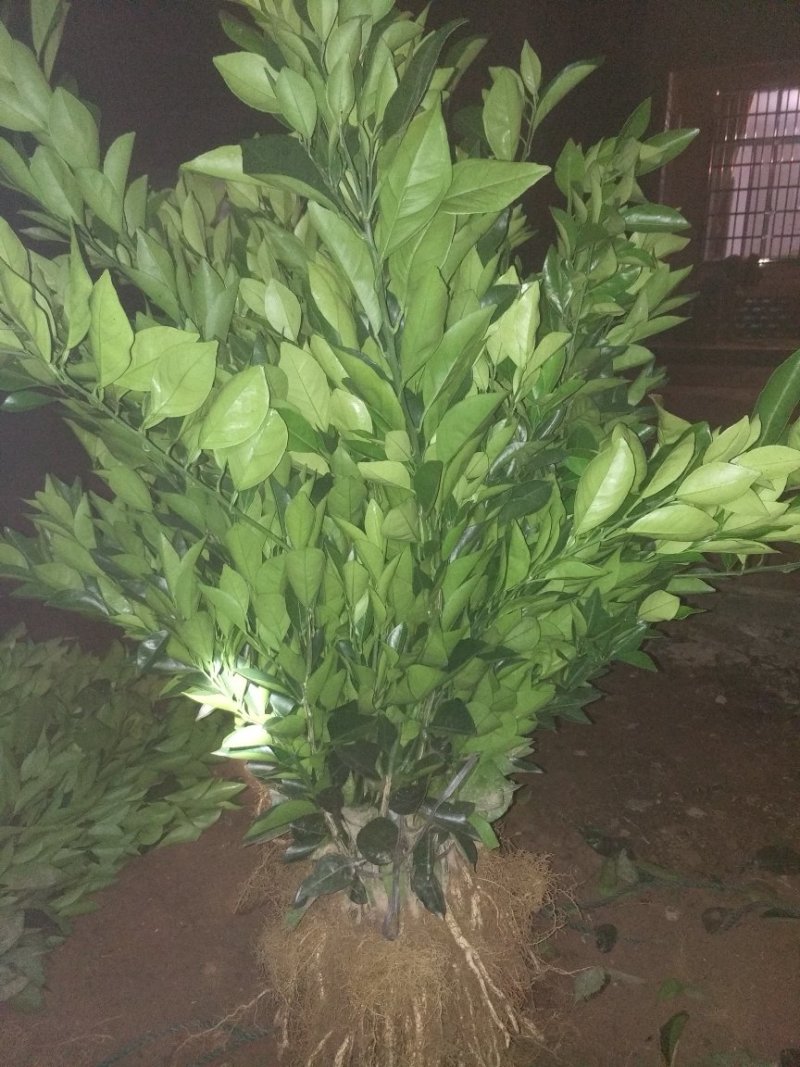 纽荷尔脐橙苗保证质量，程度