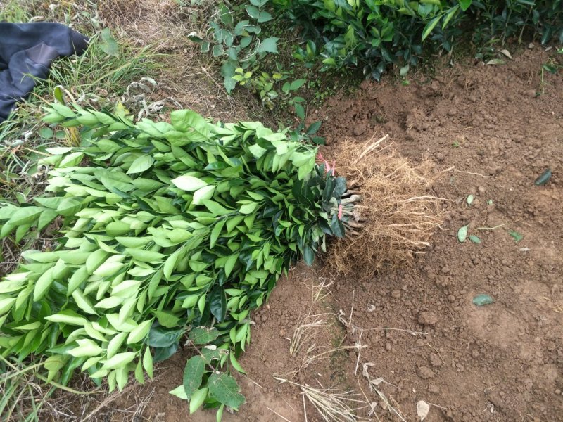 纽荷尔脐橙苗保证质量，程度