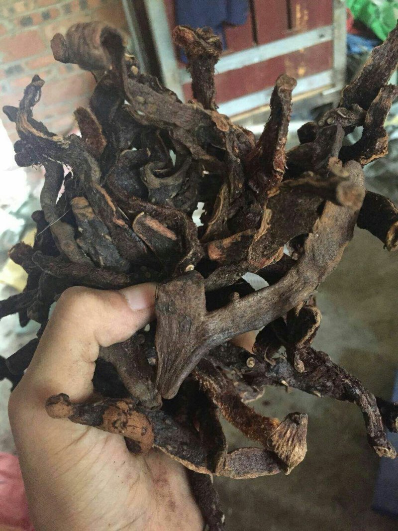 野生骨碎补烘干货，脱毛干净非常精品的靓货