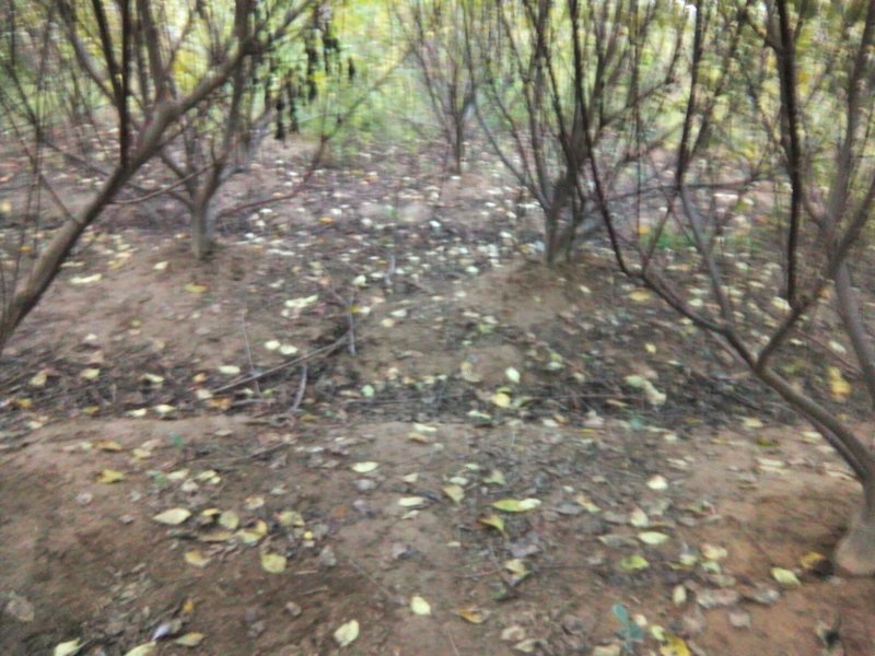 江西中花吴茱萸挂果大树.优质丰产.基地直销..提供技术
