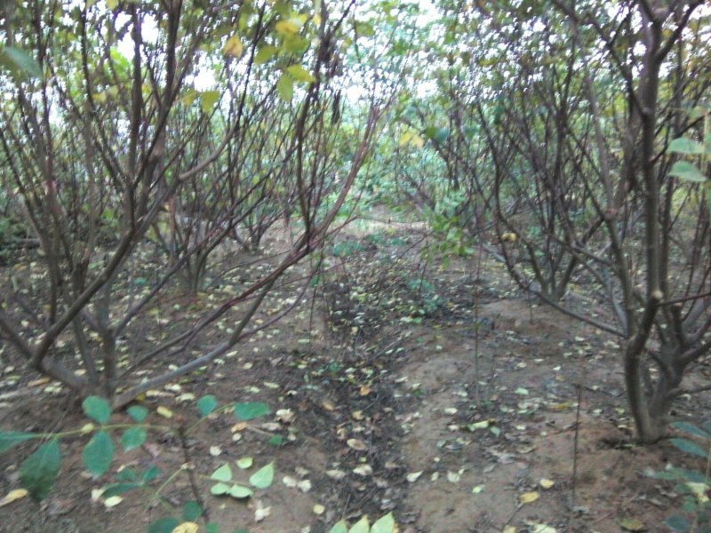 江西中花吴茱萸挂果大树.优质丰产.基地直销..提供技术