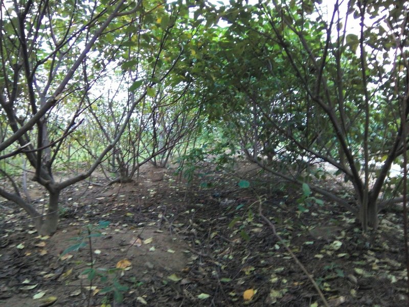 江西中花吴茱萸挂果大树.优质丰产.基地直销..提供技术