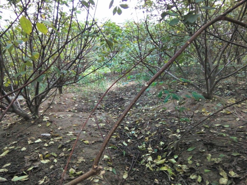 江西中花吴茱萸挂果大树.优质丰产.基地直销..提供技术