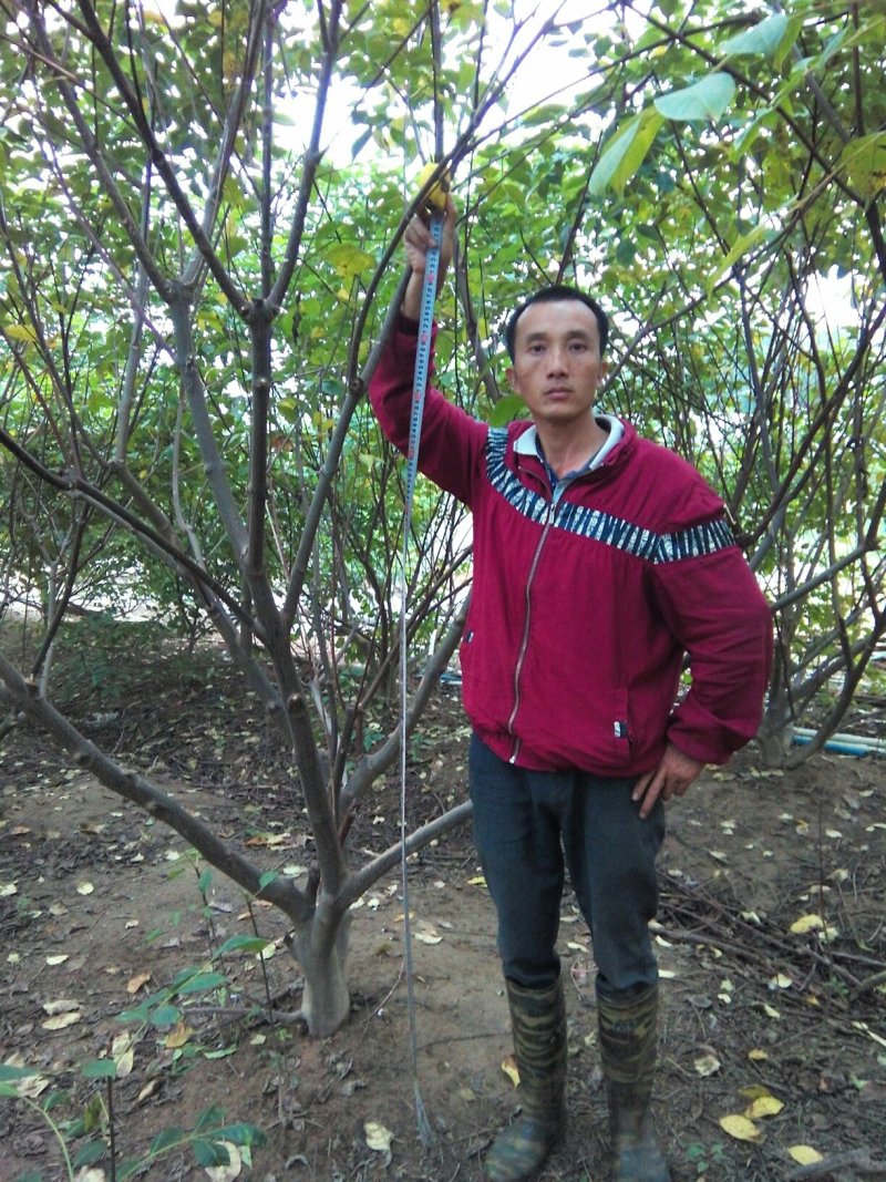 江西中花吴茱萸挂果大树.优质丰产.基地直销..提供技术