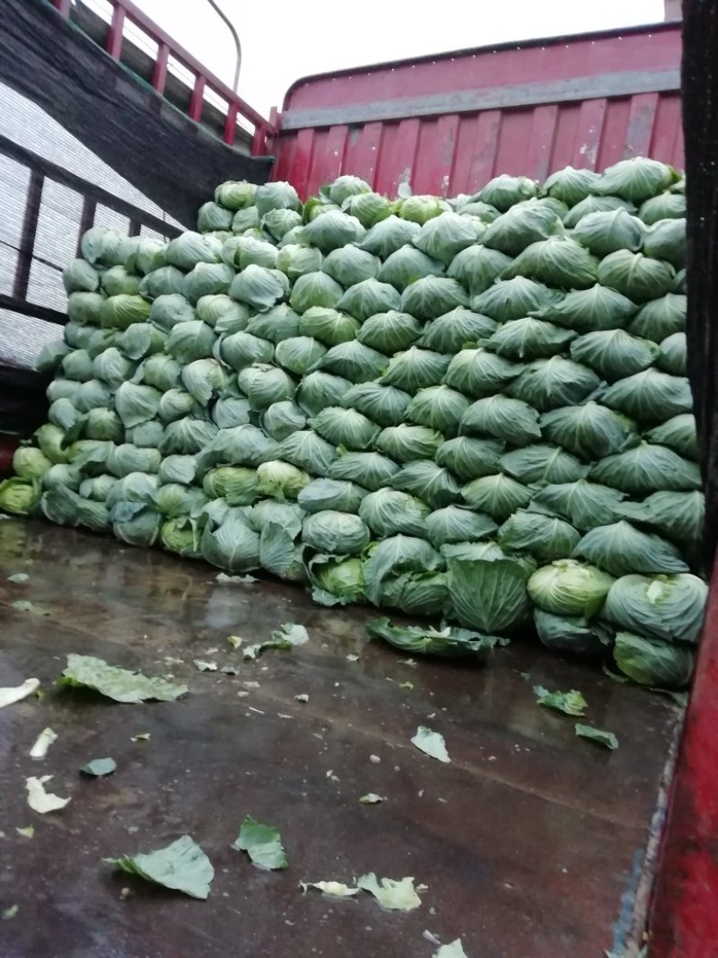 墨玉扁包菜产地直发长年供应货量充足，视频看货地头装车