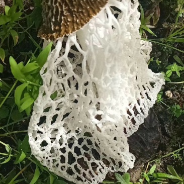 云南竹荪生态种植