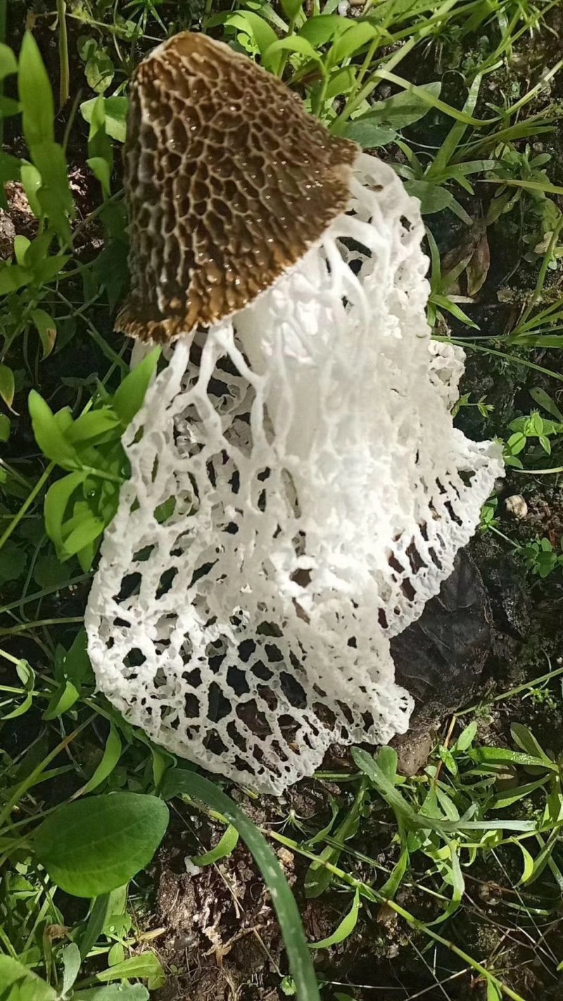 云南竹荪生态种植