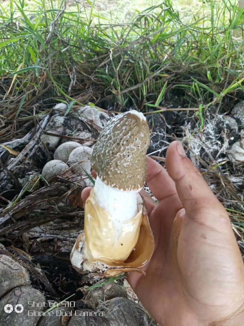 云南竹荪生态种植