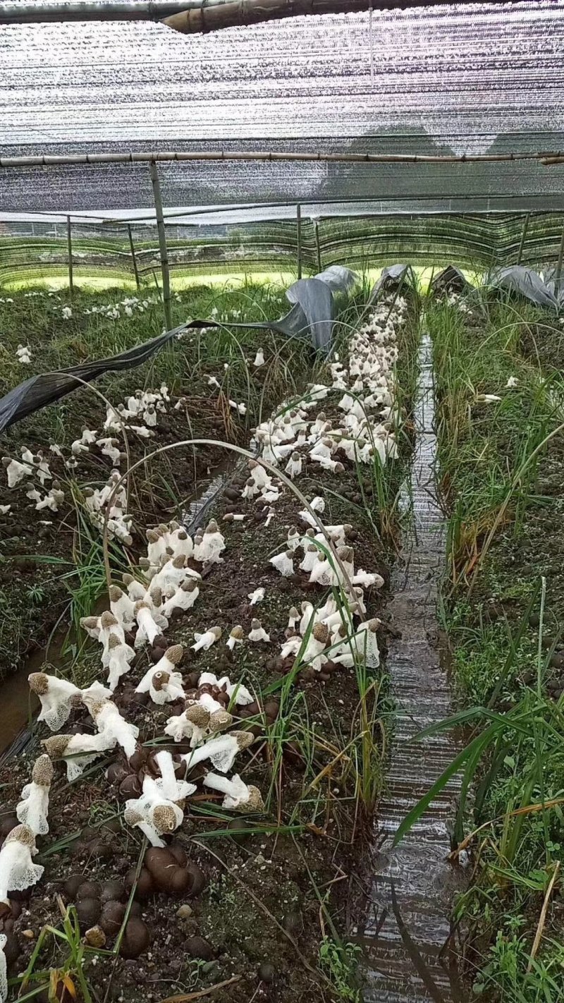 云南竹荪生态种植