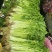 新鲜的芹菜
