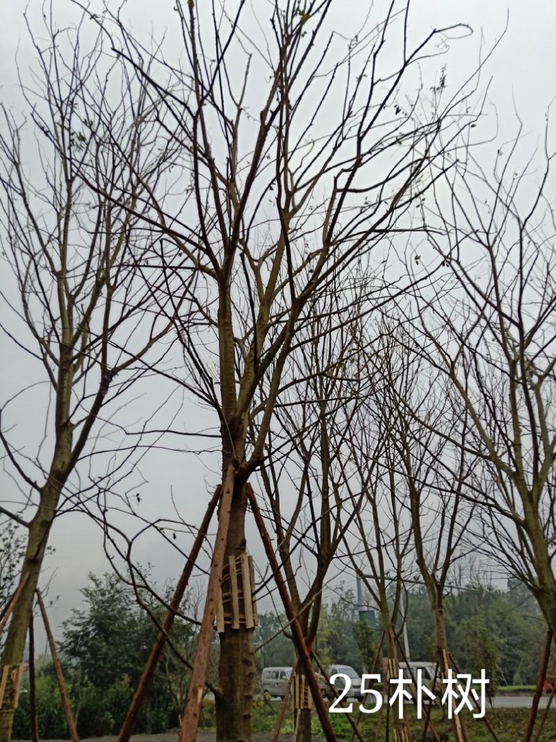【热销】单干朴树丛生朴树4-6杆成都丛生朴树基地欢迎致电